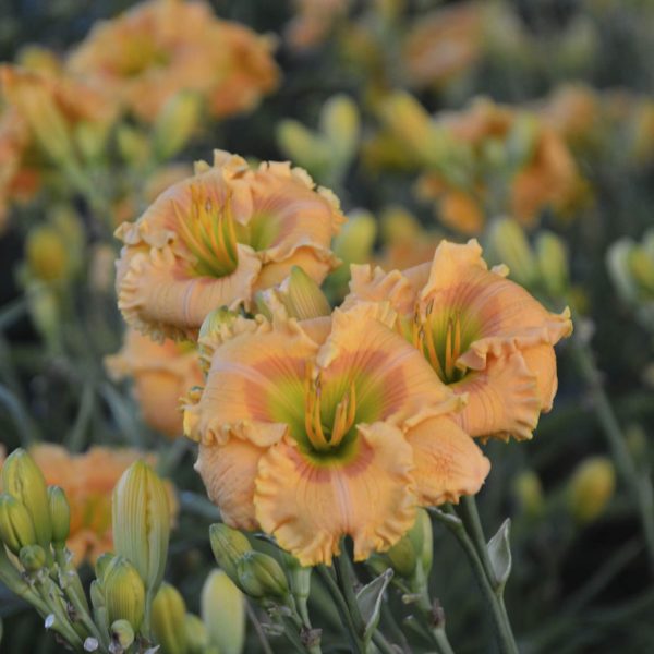 HEMEROCALLIS RAINBOW RHYTHM ORANGE SMOOTHIE DAYLILY