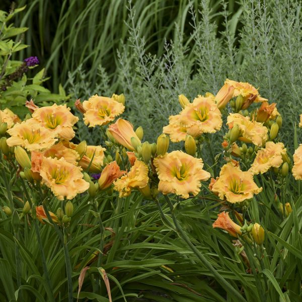 HEMEROCALLIS RAINBOW RHYTHM ORANGE SMOOTHIE DAYLILY