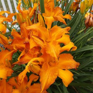 HEMEROCALLIS RAINBOW RHYTHM PRIMAL SCREAM DAYLILY