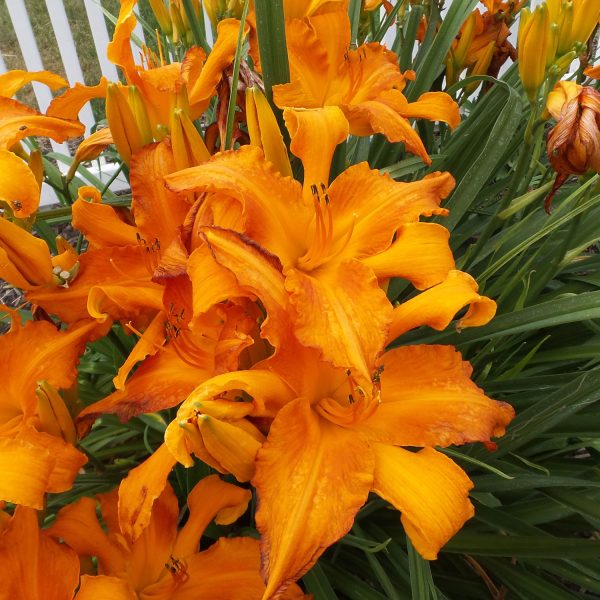 HEMEROCALLIS RAINBOW RHYTHM PRIMAL SCREAM DAYLILY