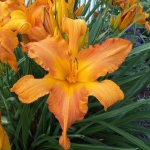 HEMEROCALLIS RAINBOW RHYTHM PRIMAL SCREAM DAYLILY