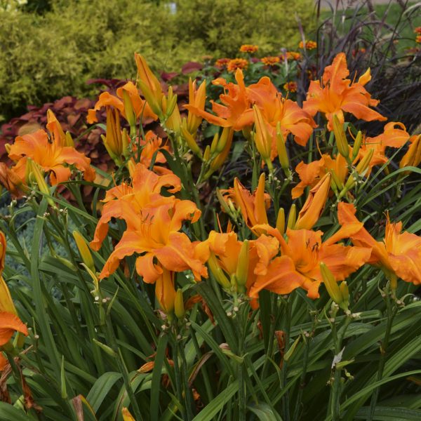 HEMEROCALLIS RAINBOW RHYTHM PRIMAL SCREAM DAYLILY