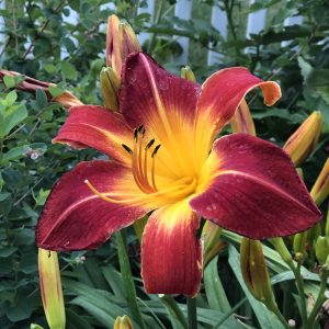 HEMEROCALLIS RAINBOW RHYTHM RUBY SPIDER DAYLILY