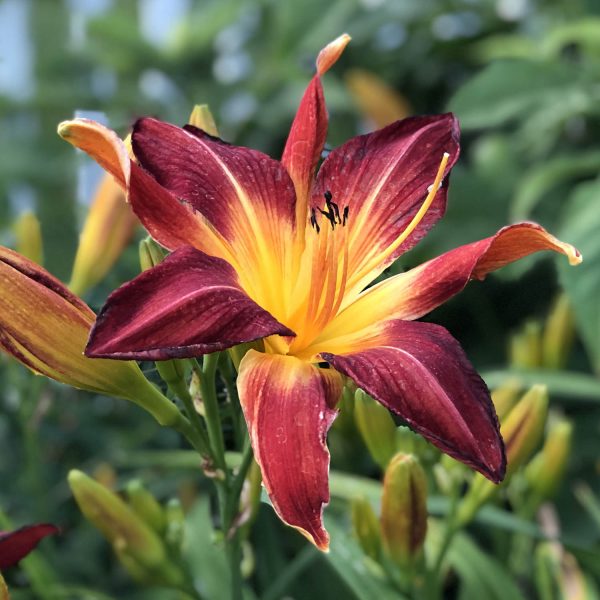 HEMEROCALLIS RAINBOW RHYTHM RUBY SPIDER DAYLILY