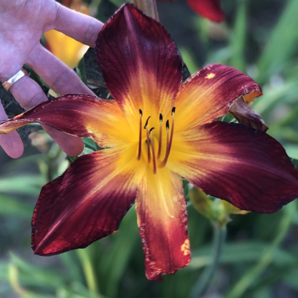 HEMEROCALLIS RAINBOW RHYTHM RUBY SPIDER DAYLILY