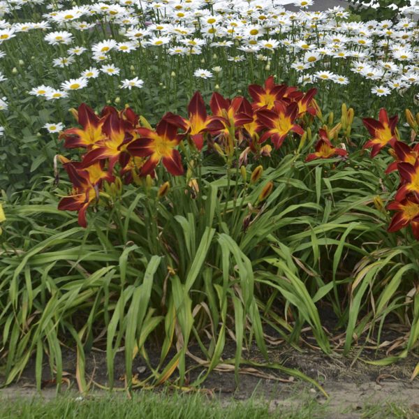 HEMEROCALLIS RAINBOW RHYTHM RUBY SPIDER DAYLILY