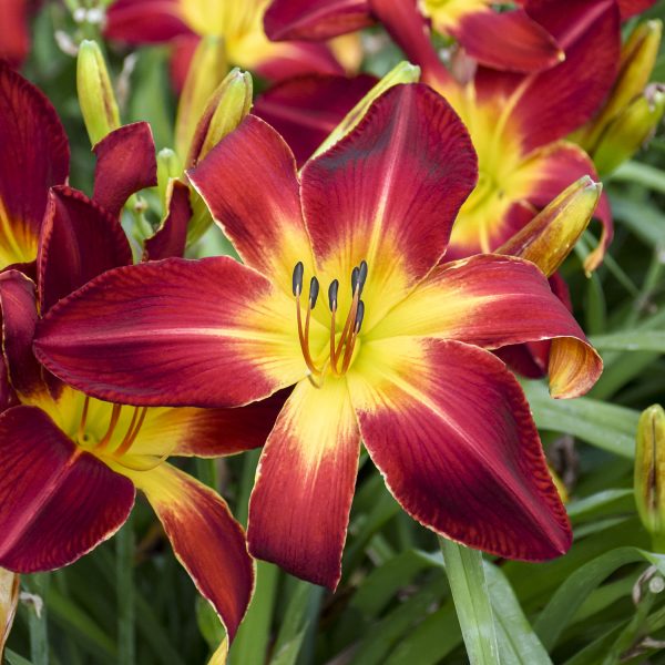 HEMEROCALLIS RAINBOW RHYTHM RUBY SPIDER DAYLILY