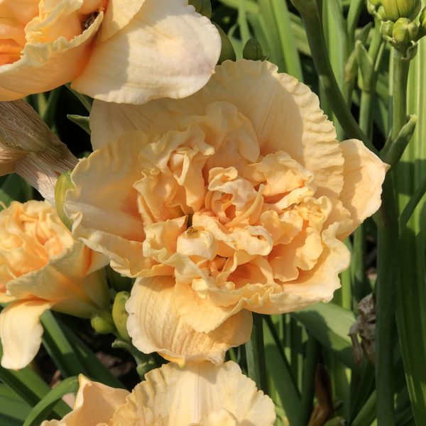 HEMEROCALLIS RAINBOW RHYTHM SILOAM PEONY DISPLAY DAYLILY