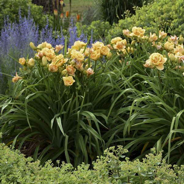 HEMEROCALLIS RAINBOW RHYTHM SILOAM PEONY DISPLAY DAYLILY