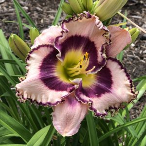 HEMEROCALLIS RAINBOW RHYTHM SOUND OF MY HEART DAYLILY