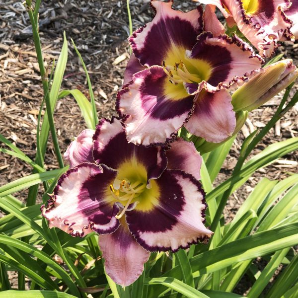 HEMEROCALLIS RAINBOW RHYTHM SOUND OF MY HEART DAYLILY