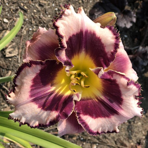 HEMEROCALLIS RAINBOW RHYTHM SOUND OF MY HEART DAYLILY