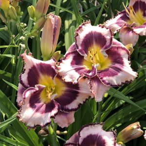 Hemerocallis - Daylily