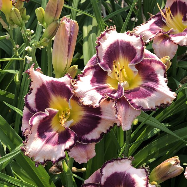 HEMEROCALLIS RAINBOW RHYTHM SOUND OF MY HEART DAYLILY