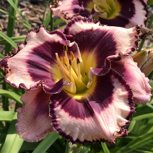 HEMEROCALLIS RAINBOW RHYTHM SOUND OF MY HEART DAYLILY