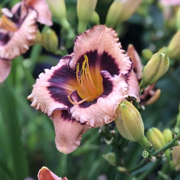 HEMEROCALLIS RAINBOW RHYTHM SOUND OF MY HEART DAYLILY