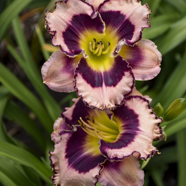 HEMEROCALLIS RAINBOW RHYTHM SOUND OF MY HEART DAYLILY