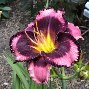 HEMEROCALLIS RAINBOW RHYTHM STORM SHELTER DAYLILY