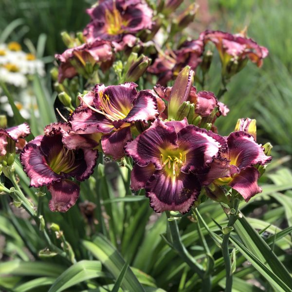 HEMEROCALLIS RAINBOW RHYTHM STORM SHELTER DAYLILY