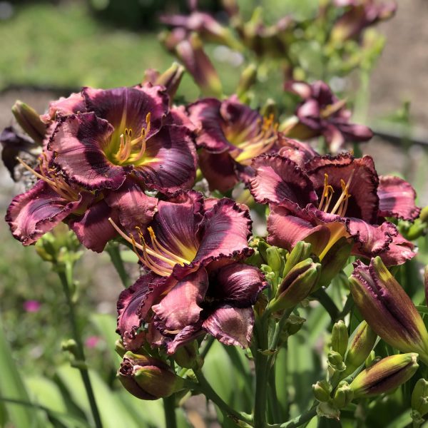 HEMEROCALLIS RAINBOW RHYTHM STORM SHELTER DAYLILY