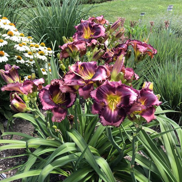 HEMEROCALLIS RAINBOW RHYTHM STORM SHELTER DAYLILY