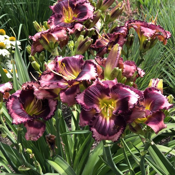 HEMEROCALLIS RAINBOW RHYTHM STORM SHELTER DAYLILY