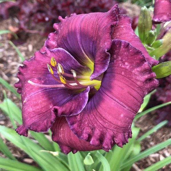 HEMEROCALLIS RAINBOW RHYTHM STORM SHELTER DAYLILY