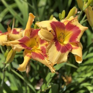 HEMEROCALLIS RAINBOW RHYTHM TIGER SWIRL DAYLILY