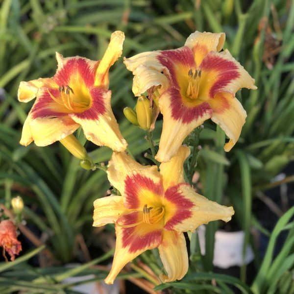 HEMEROCALLIS RAINBOW RHYTHM TIGER SWIRL DAYLILY