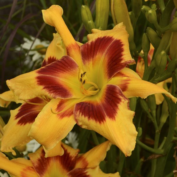 HEMEROCALLIS RAINBOW RHYTHM TIGER SWIRL DAYLILY