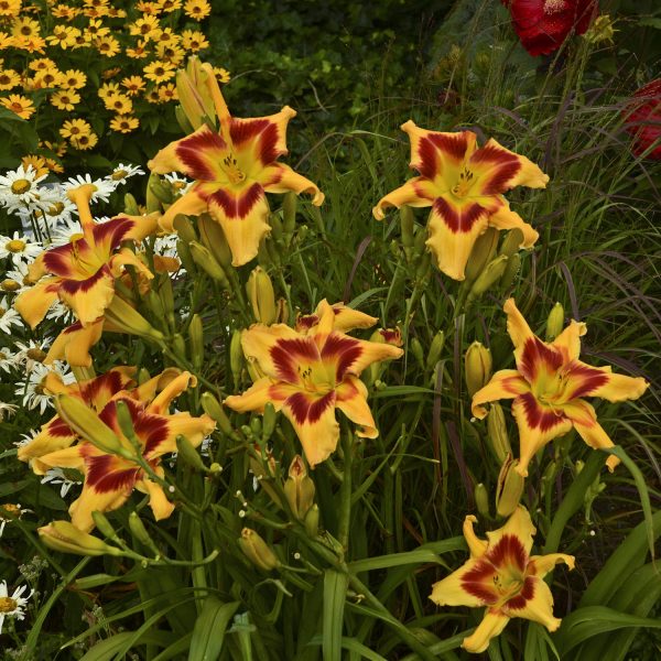 HEMEROCALLIS RAINBOW RHYTHM TIGER SWIRL DAYLILY