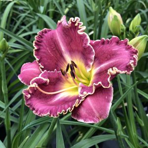 HEMEROCALLIS RASPBERRY ECLIPSE DAYLILY