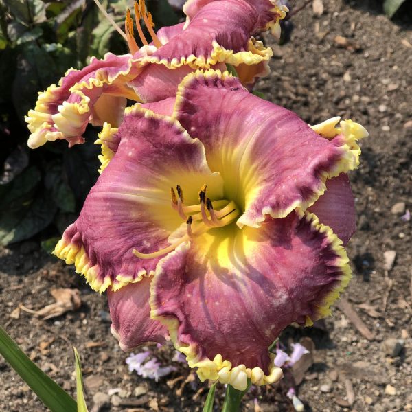 HEMEROCALLIS RASPBERRY ECLIPSE DAYLILY