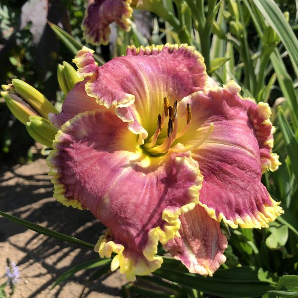 HEMEROCALLIS RASPBERRY ECLIPSE DAYLILY