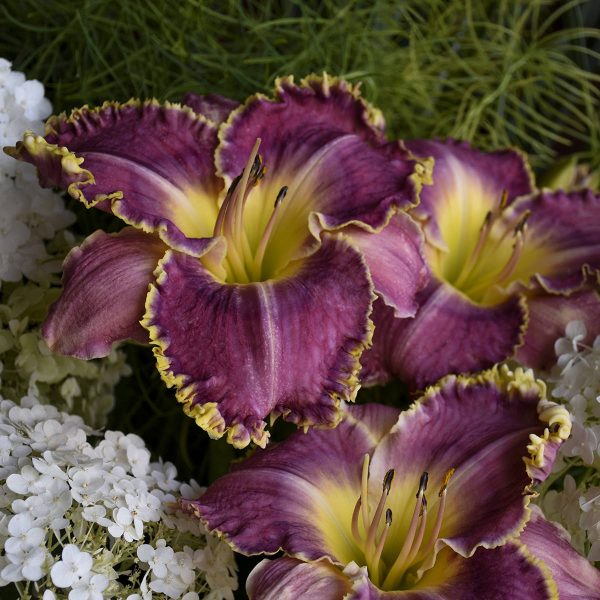 HEMEROCALLIS RASPBERRY ECLIPSE DAYLILY