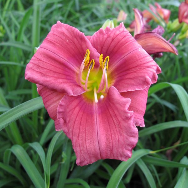 HEMEROCALLIS ROSY RETURNS DAYLILY