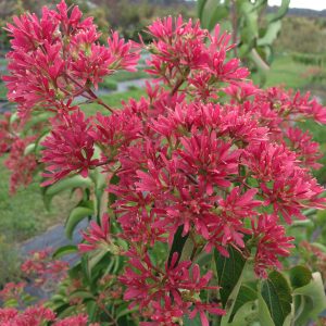 HEPTACODIUM TEMPLE OF BLOOM SEVEN SON FLOWER