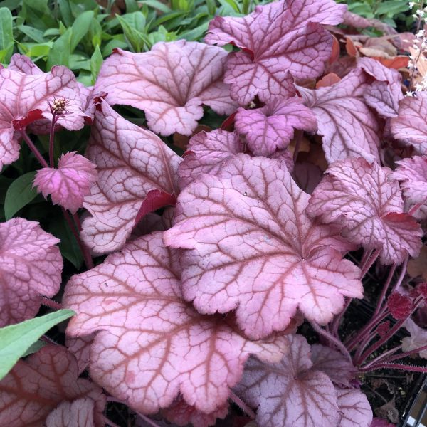 HEUCHERA BERRY SMOOTHIE CORAL BELLS