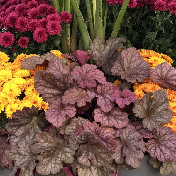 HEUCHERA BERRY SMOOTHIE CORAL BELLS