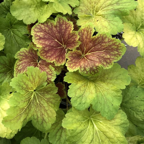 HEUCHERA DELTA DAWN CORAL BELLS