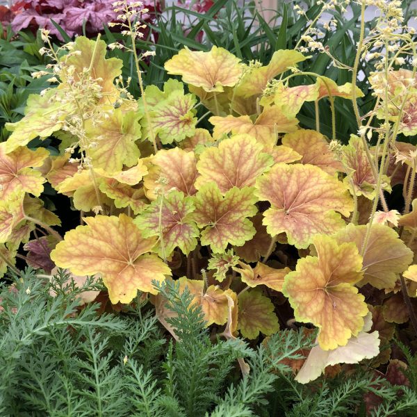 HEUCHERA DELTA DAWN CORAL BELLS