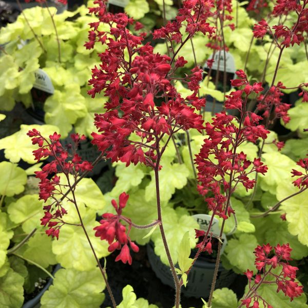 HEUCHERA DOLCE APPLETINI CORAL BELLS