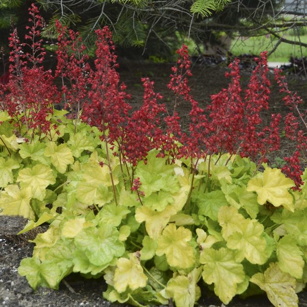 HEUCHERA DOLCE APPLETINI CORAL BELLS