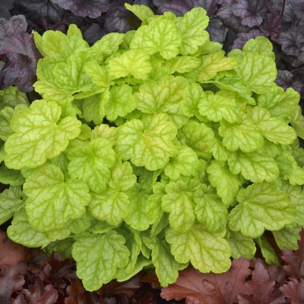 HEUCHERA DOLCE APPLETINI CORAL BELLS