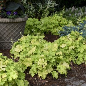 HEUCHERA DOLCE APPLE TWIST CORAL BELLS