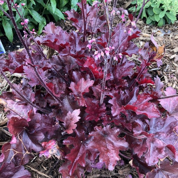 HEUCHERA DOLCE CHERRY TRUFFLES CORAL BELLS