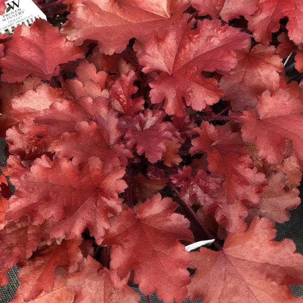 HEUCHERA DOLCE CHERRY TRUFFLES CORAL BELLS