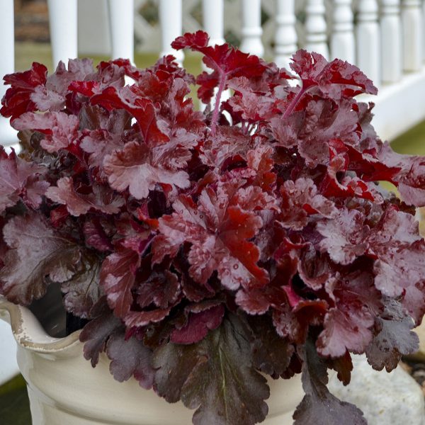 HEUCHERA DOLCE CHERRY TRUFFLES CORAL BELLS