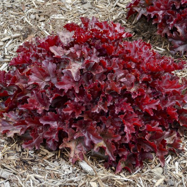 HEUCHERA DOLCE CHERRY TRUFFLES CORAL BELLS