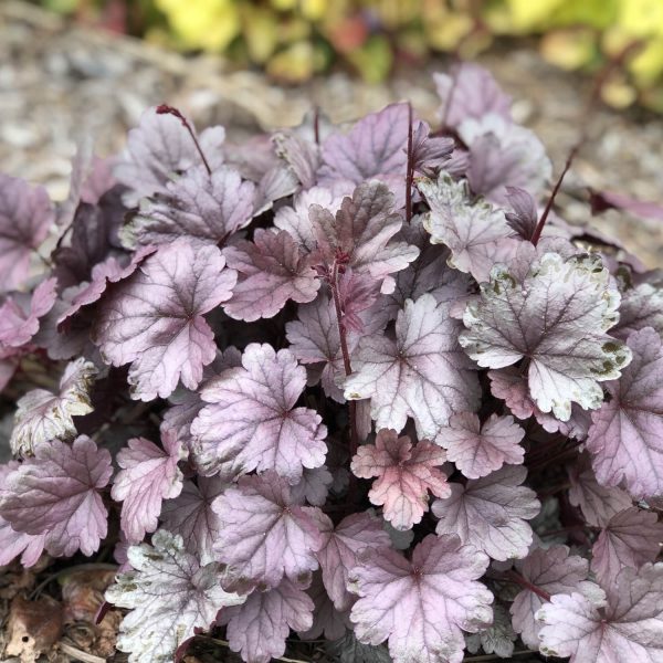 HEUCHERA DOLCE SILVER GUMDROP CORAL BELLS